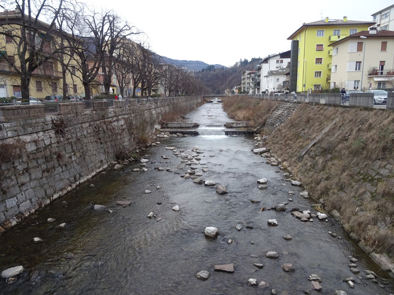 Cinclus cinclus  (Merlo acquaiolo)